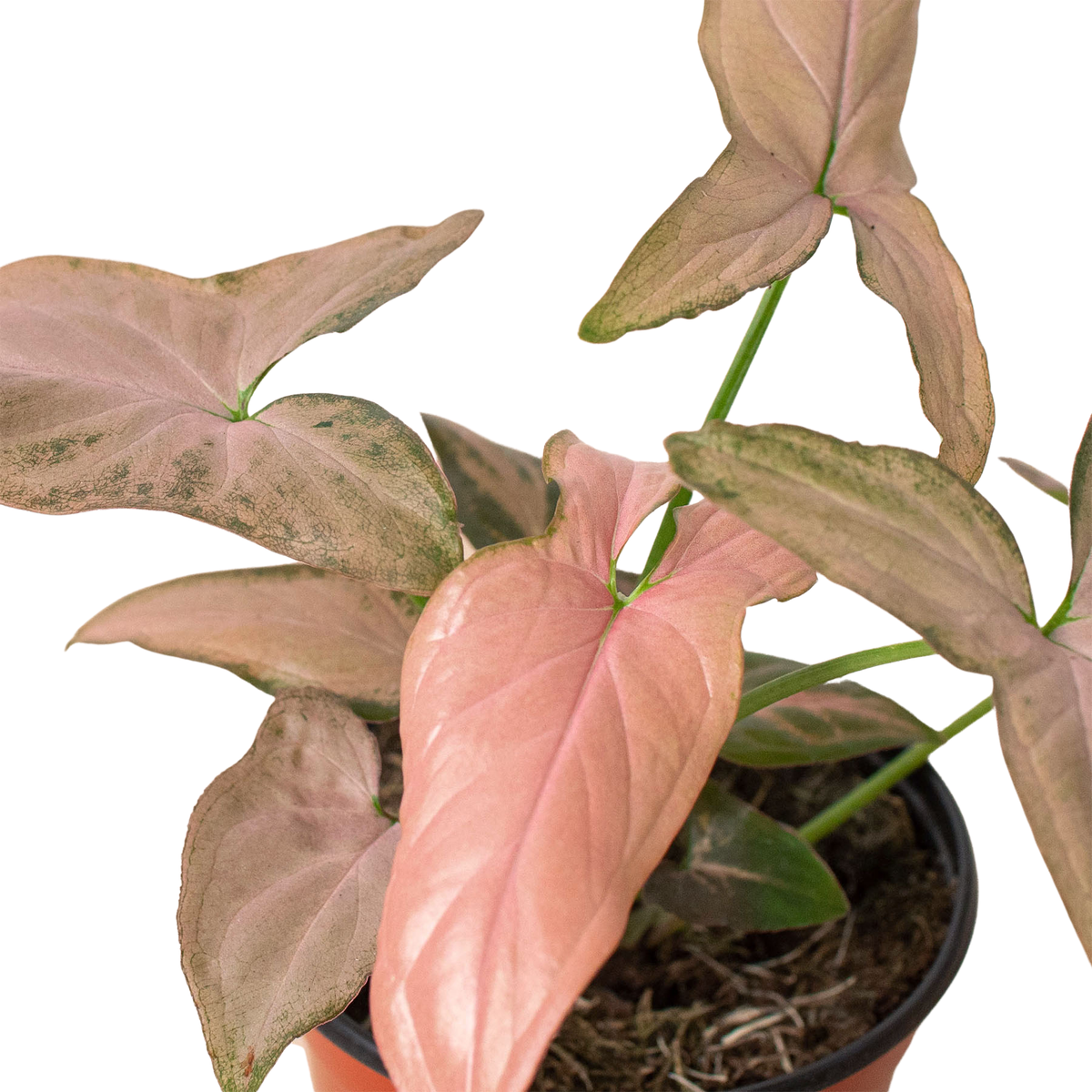 Syngonium 'Pink Splash': 4" Pot