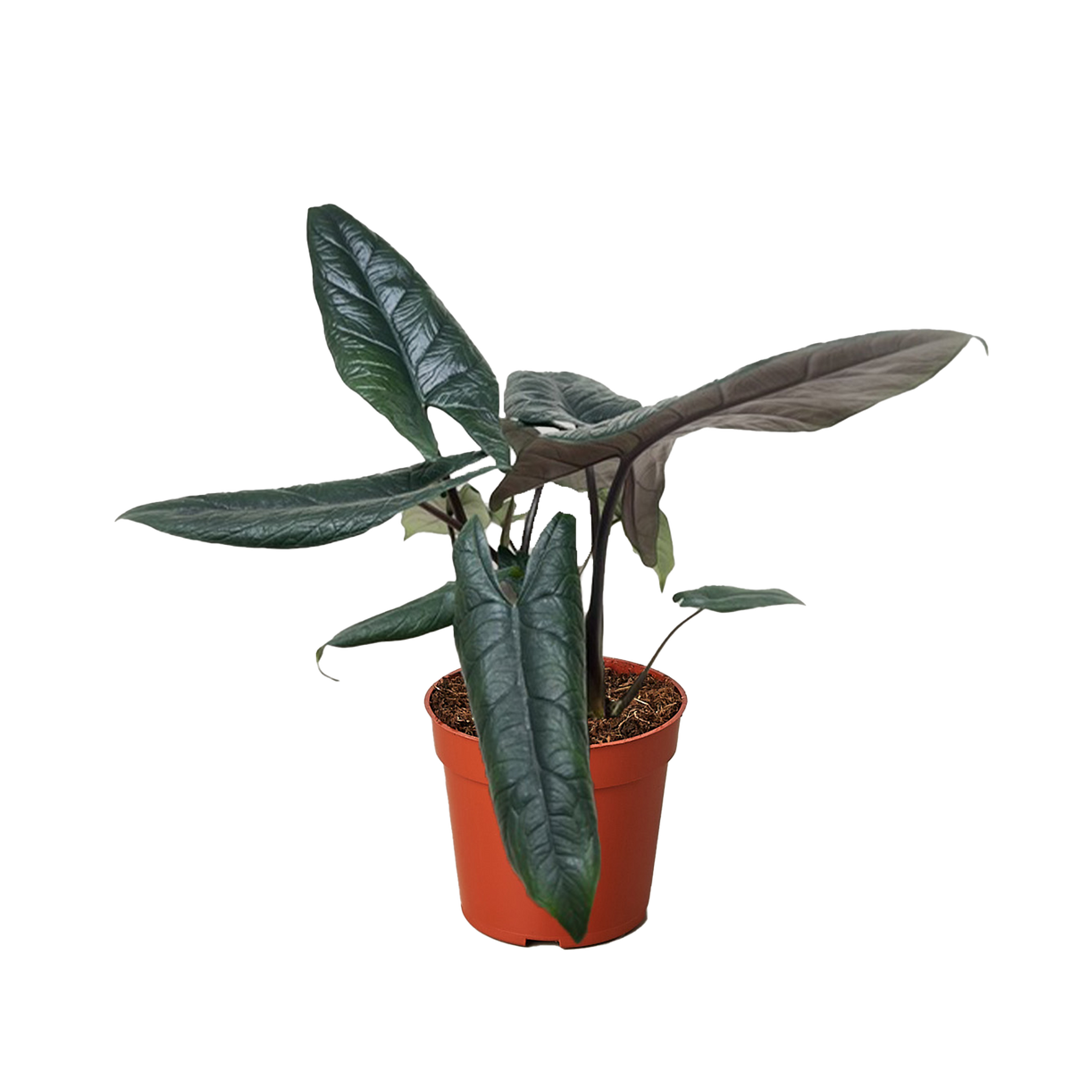 Alocasia 'Scalprum' - 4" Pot