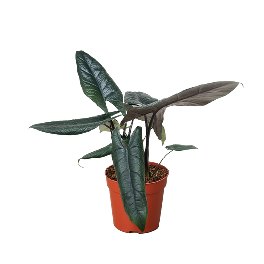 Alocasia 'Scalprum' - 4" Pot