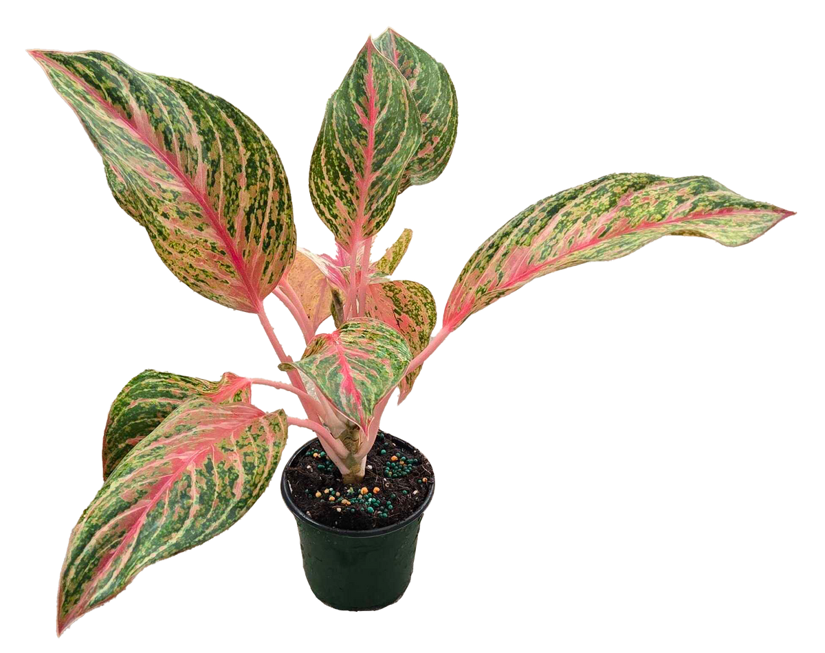 Aglaonema Miss Thailand 4 inch grower pot