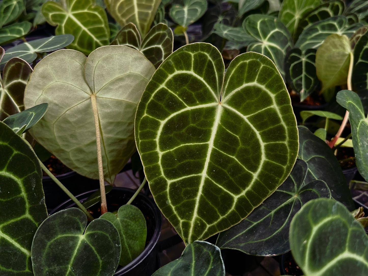 ANTHURIUM Clarinervium Hybrid Live Plant 4in