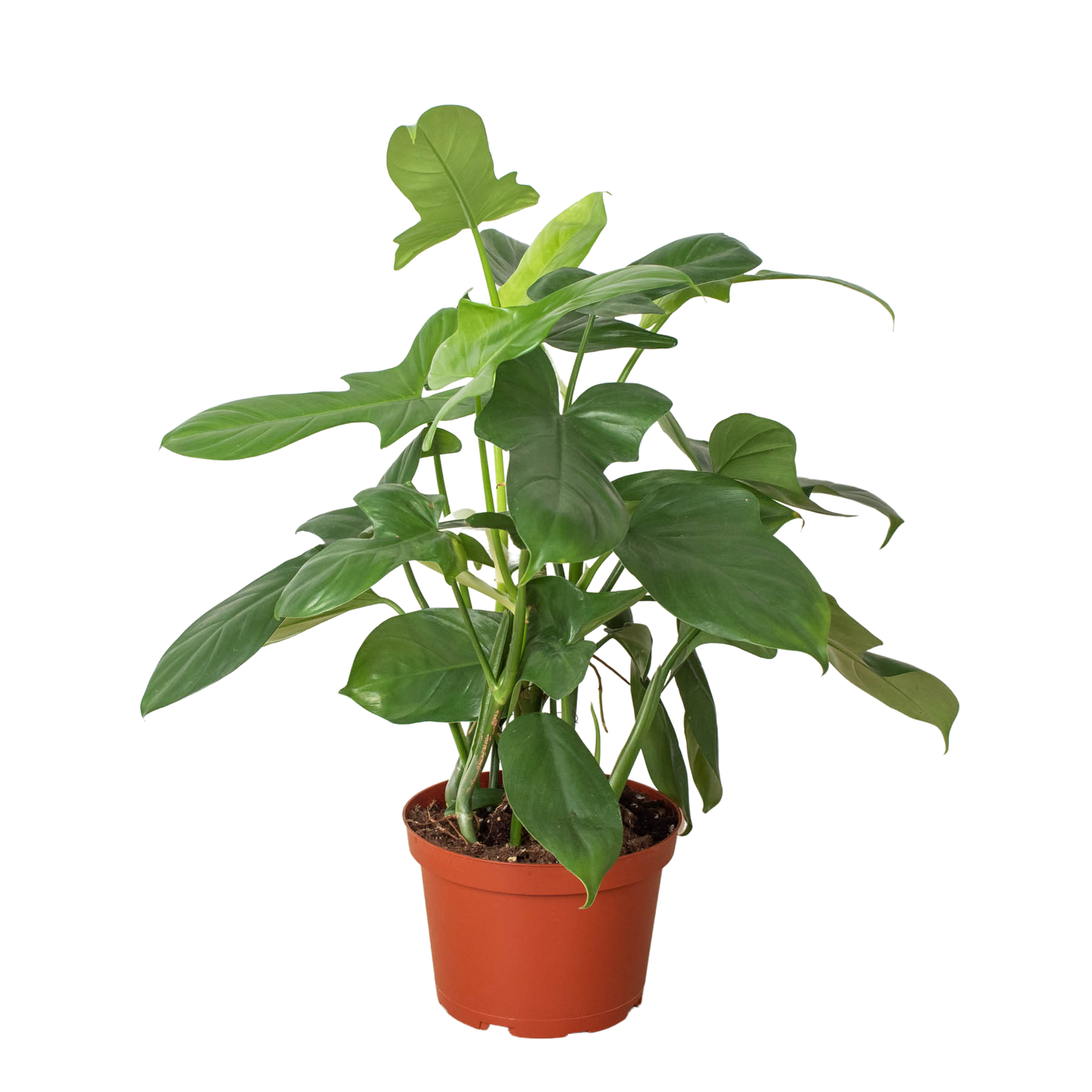 Philodendron 'Silver Sword': 4" Pot