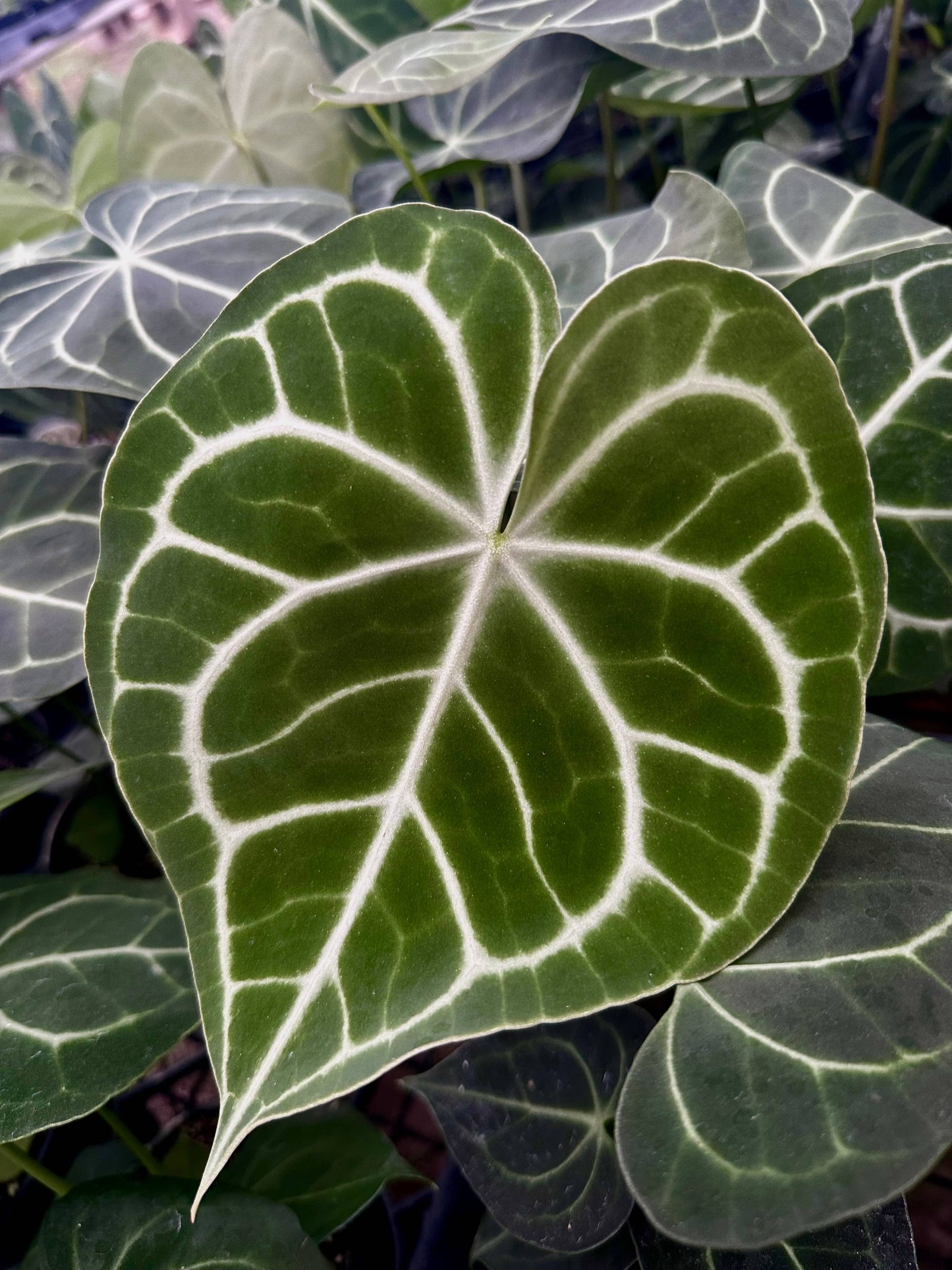 ANTHURIUM Clarinervium Hybrid Live Plant 4in
