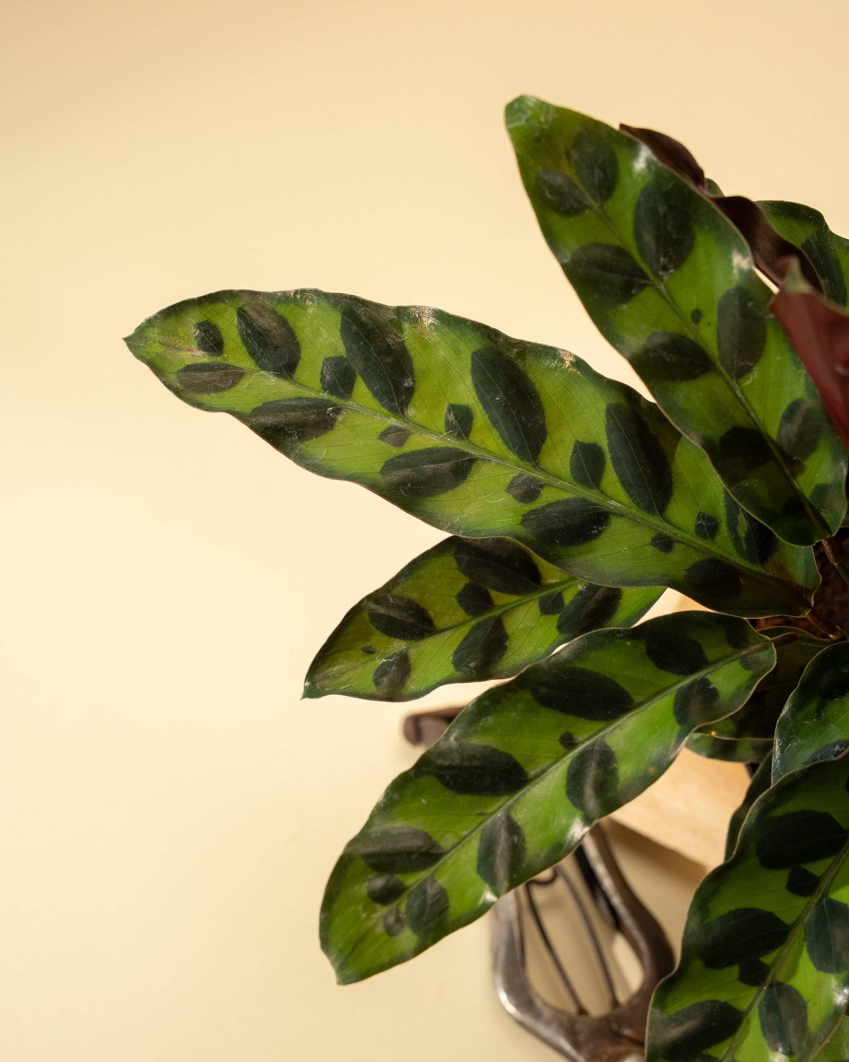 4" Calathea Lancifolia 'Rattlesnake'