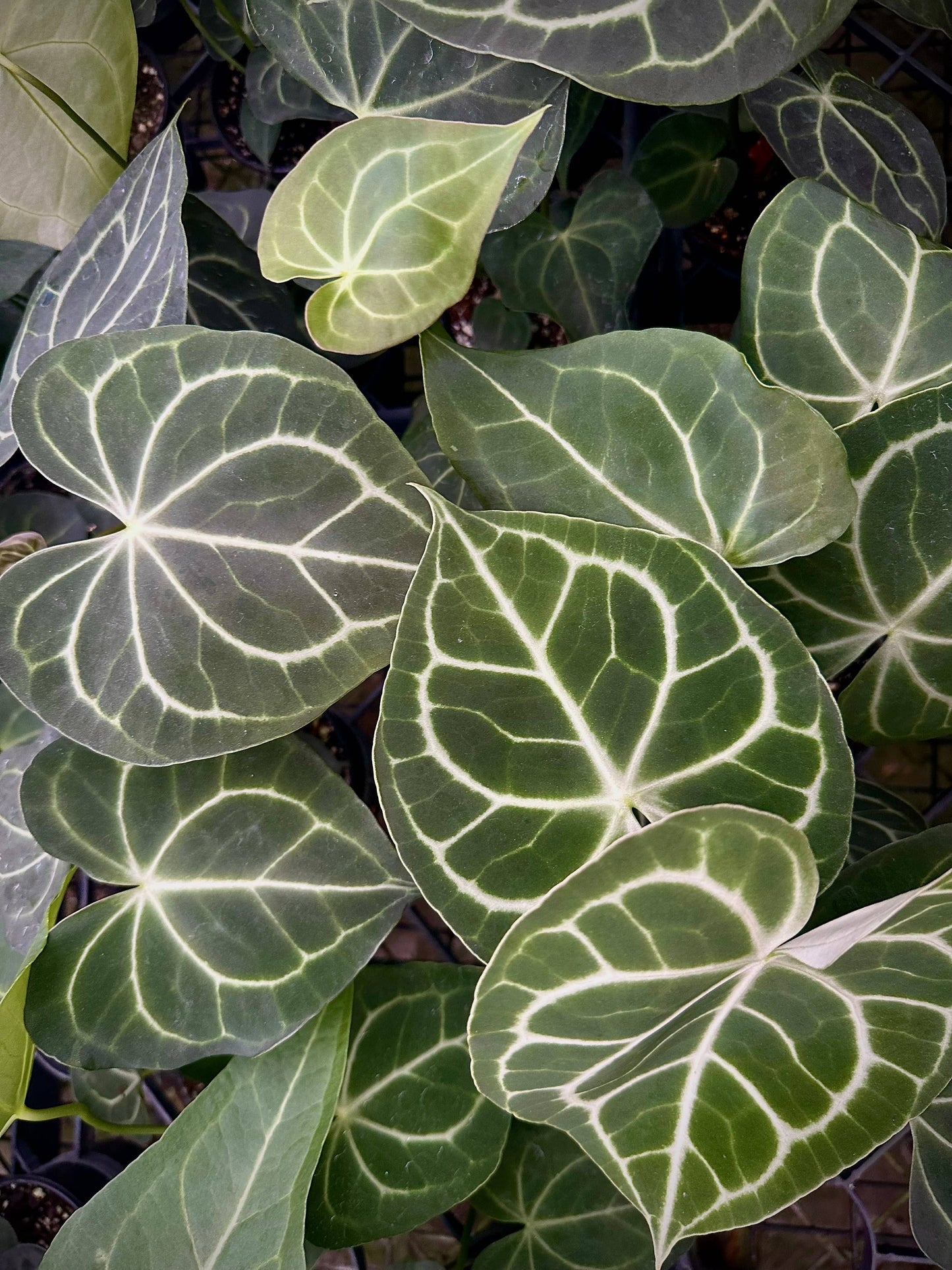 ANTHURIUM Clarinervium Hybrid Live Plant 4in