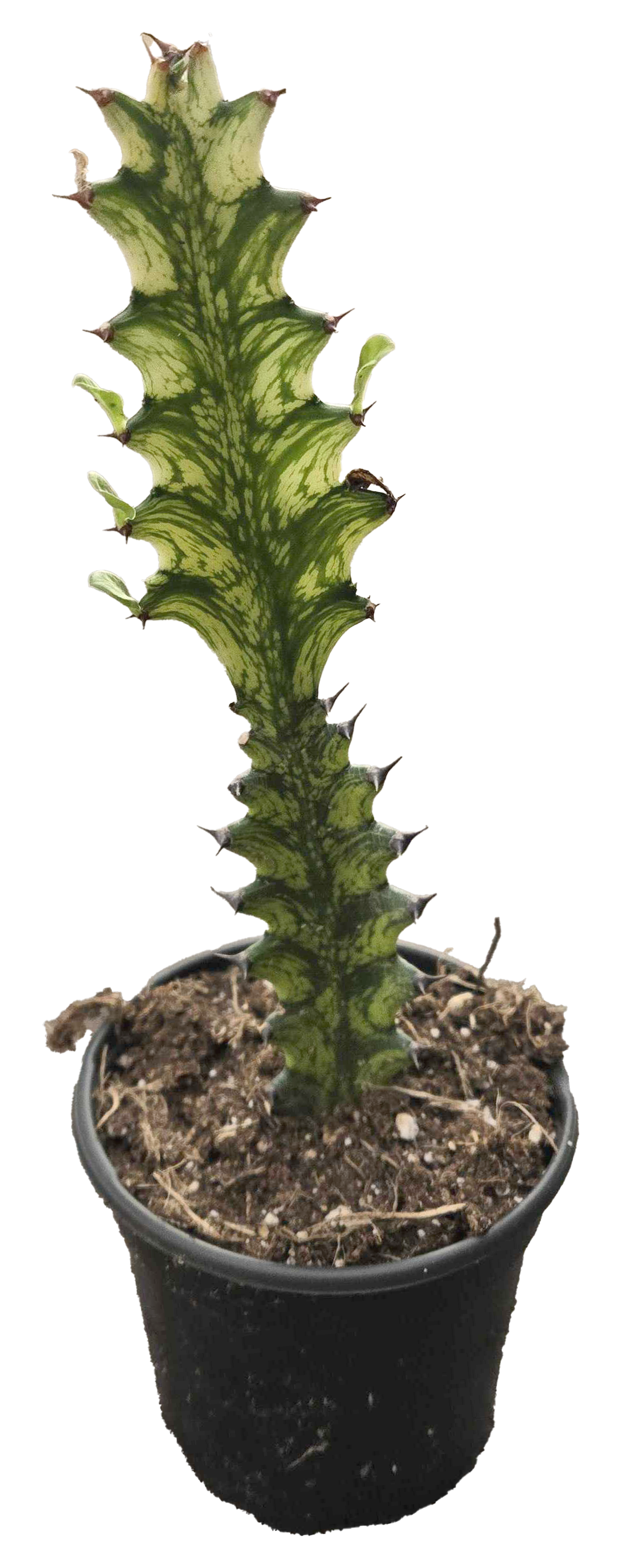 Euphorbia Trigona Variegated 4in Grower Pot